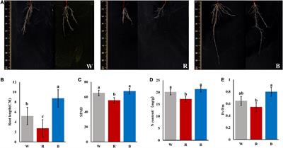 Red and Blue Light Affect the Formation of Adventitious Roots of Tea Cuttings (Camellia sinensis) by Regulating Hormone Synthesis and Signal Transduction Pathways of Mature Leaves
